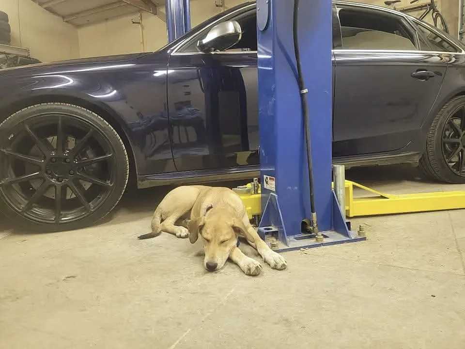 Our shop dog, napping on the job — The Automotive Shop crew in Jerome, Idaho